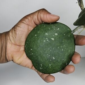 Hoya Obovata